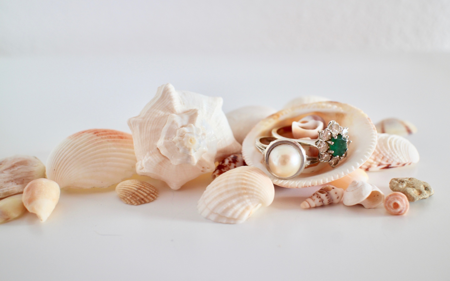 Кольца и ракушки на белом фоне