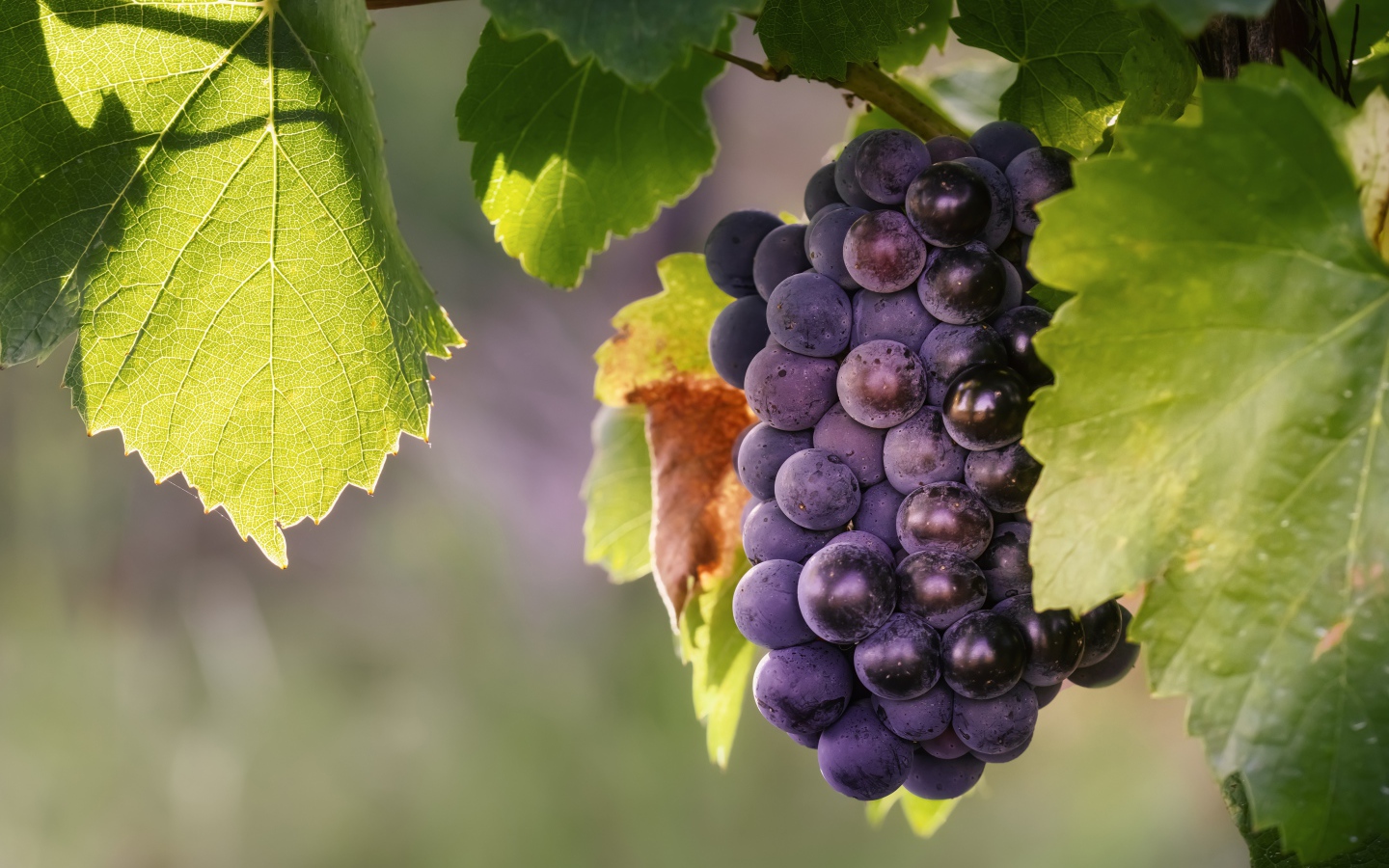 Гроздь синего винограда в зеленых листьях 