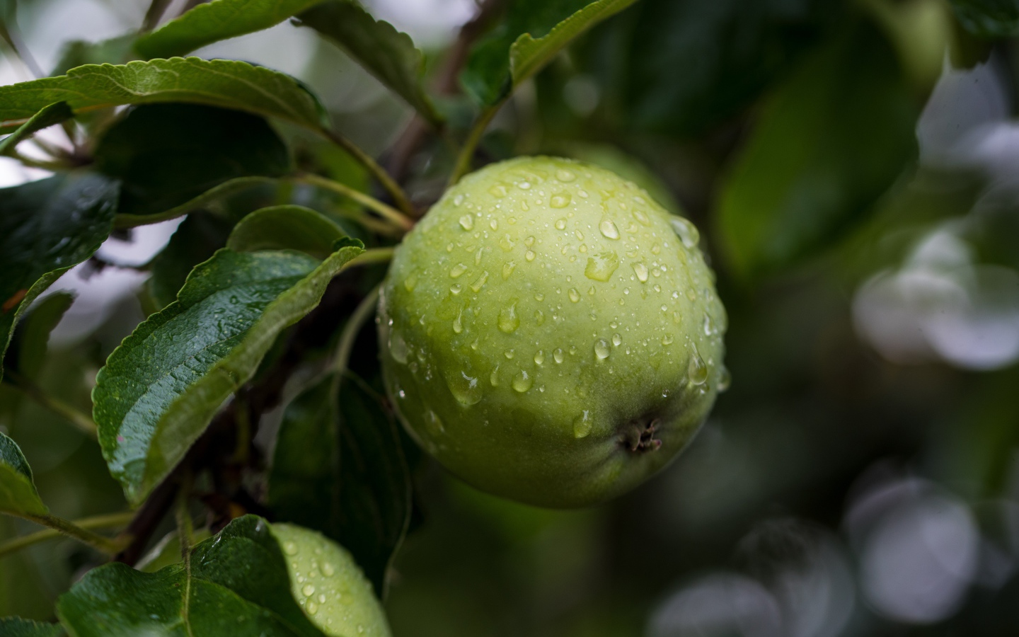 Мокрое зеленое яблоко с листьями на дереве 