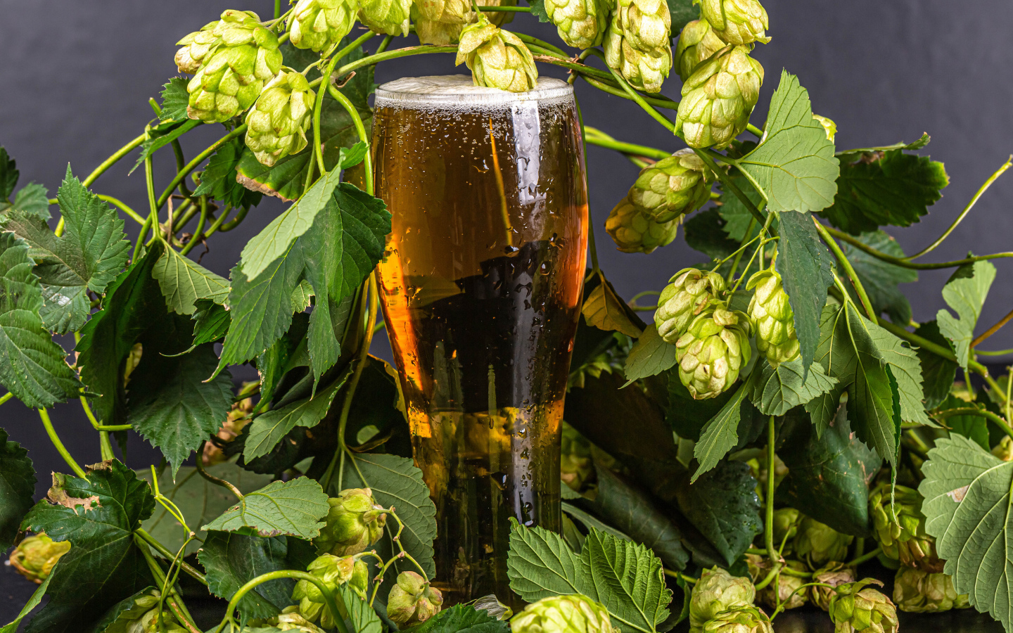 Бокал холодного пива с шишками хмеля на сером фоне