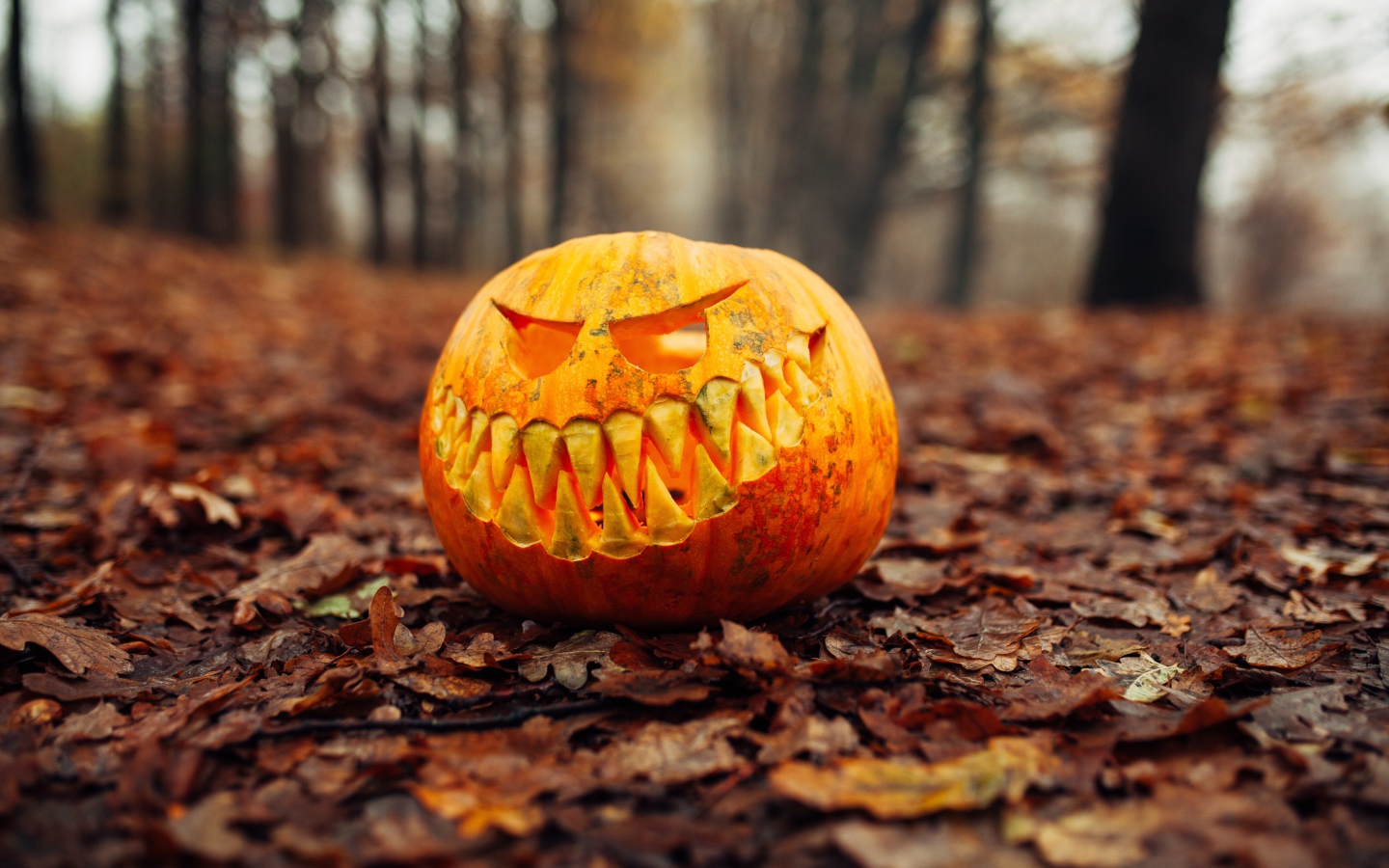 Злобная тыква в лесу на листве на праздник Хэллоуин
