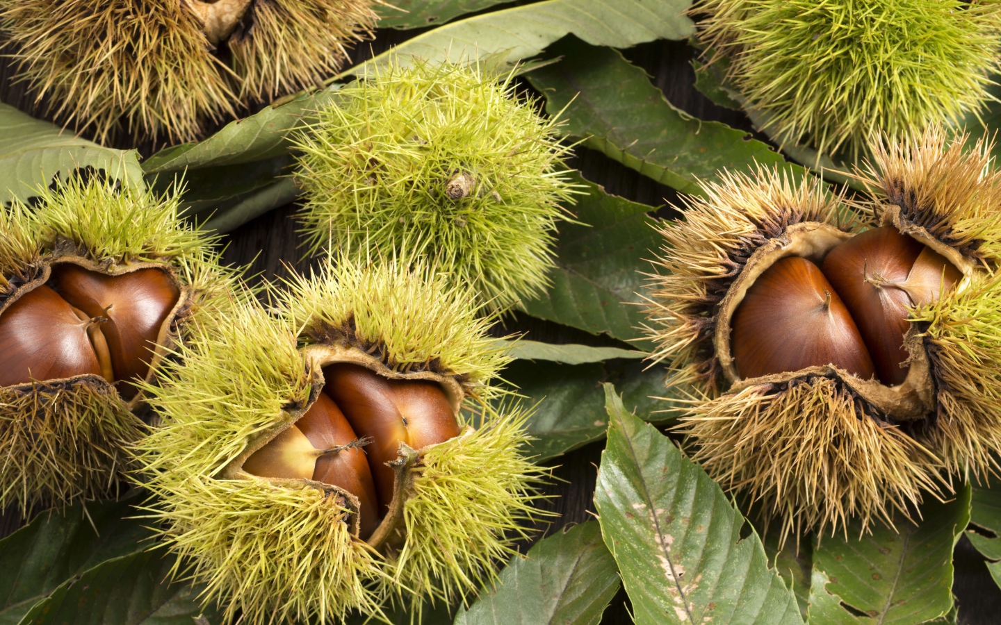 Колючие лесные орехи на дереве 