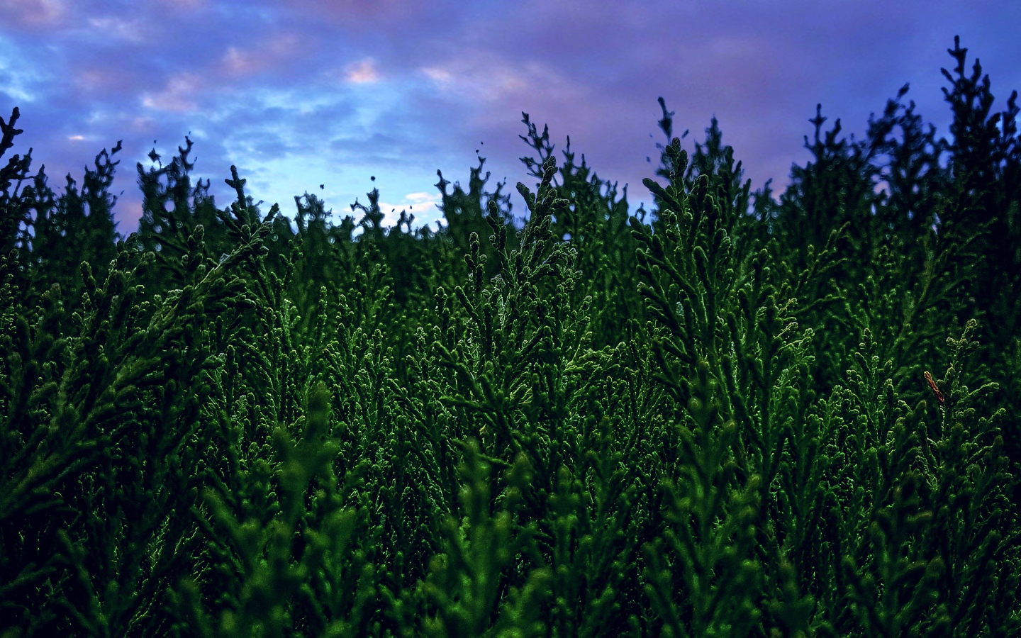 Зеленые заросли туи под пасмурным небом