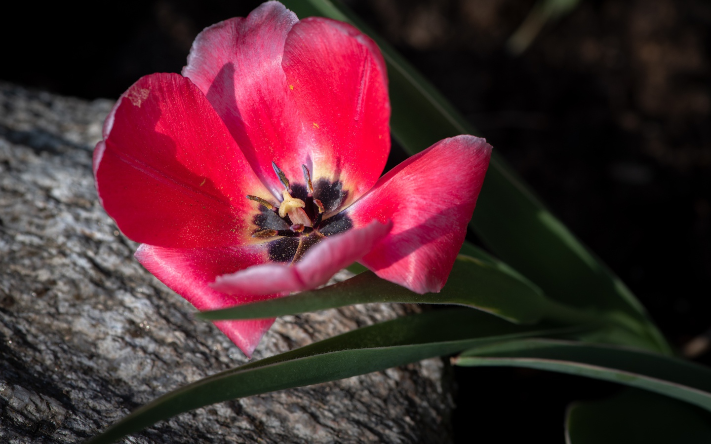 Розовый тюльпан с лучах солнца лежит на камне