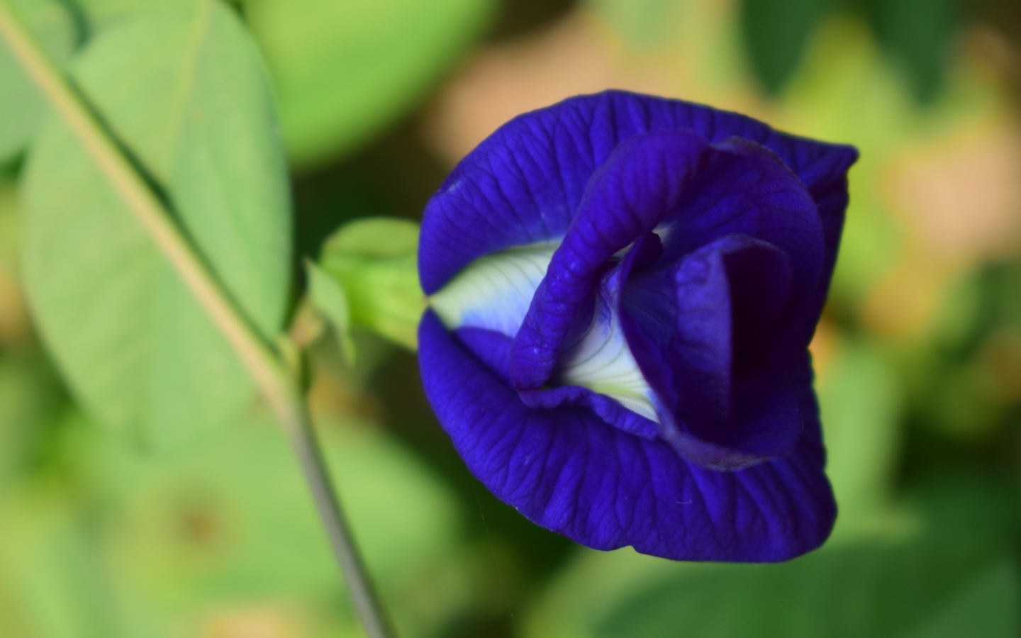Красивый нежный синий цветок ипомеи 