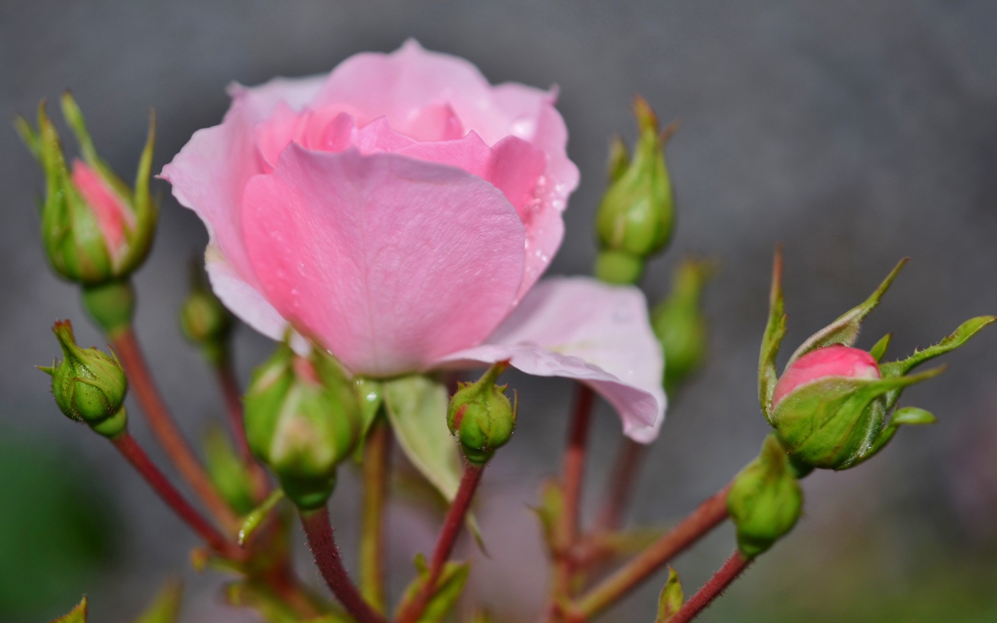 Красивые нежные розовые розы с бутонами крупным планом