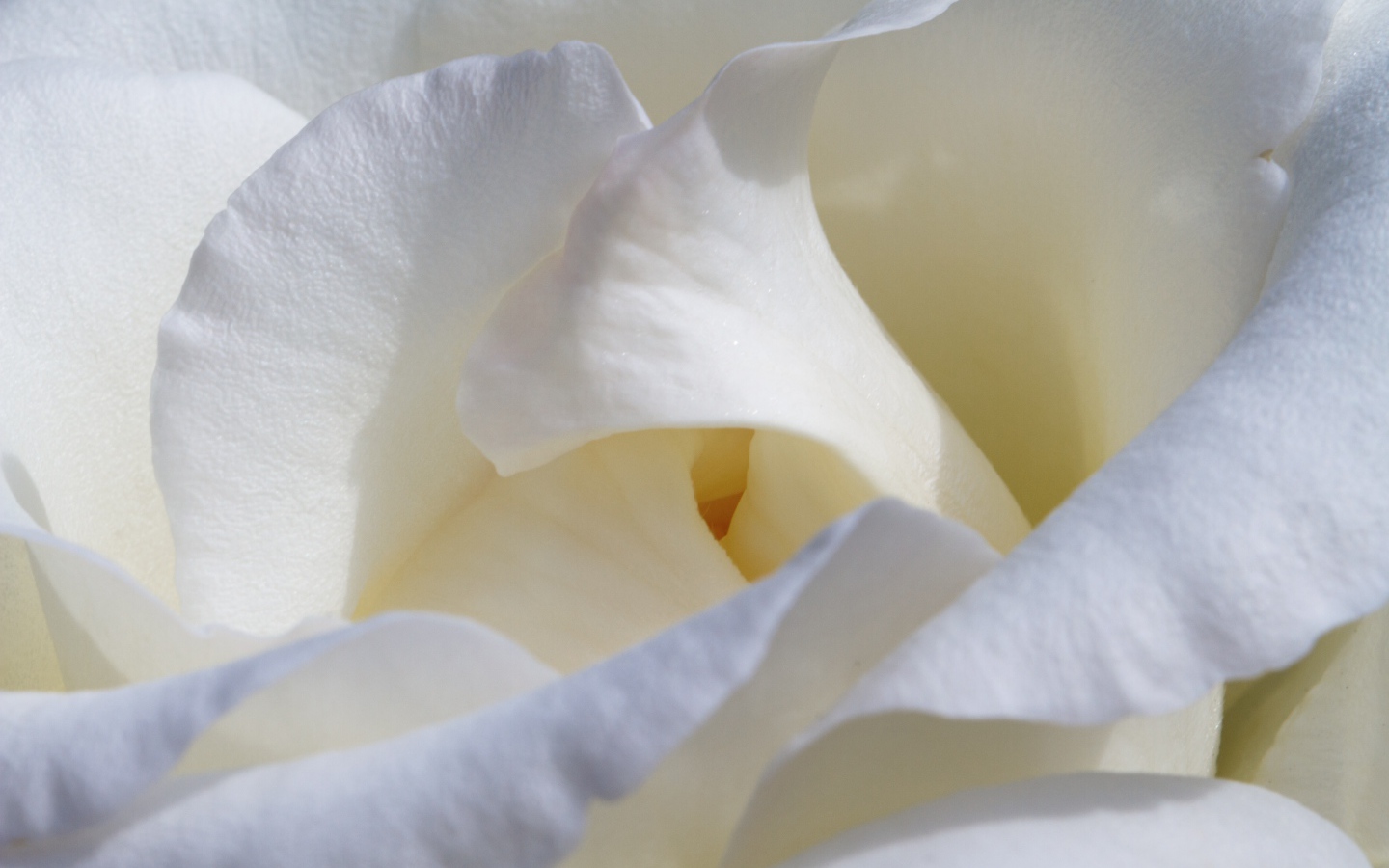 Красивые нежные белые лепестки розы крупным планом