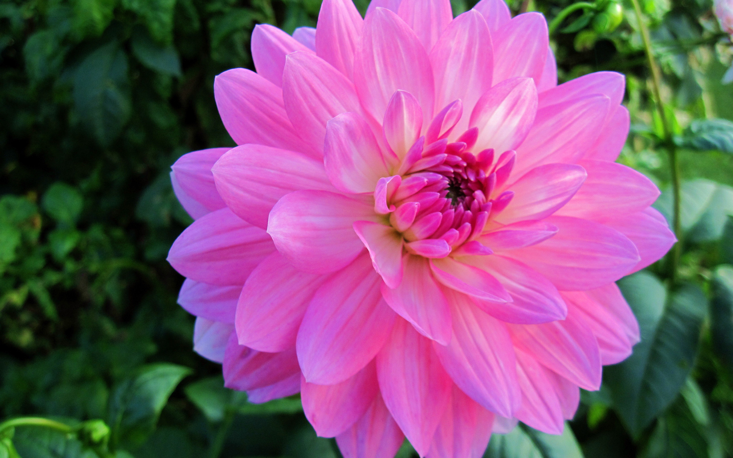 Красивый крупный розовый цветок георгины на клумбе 