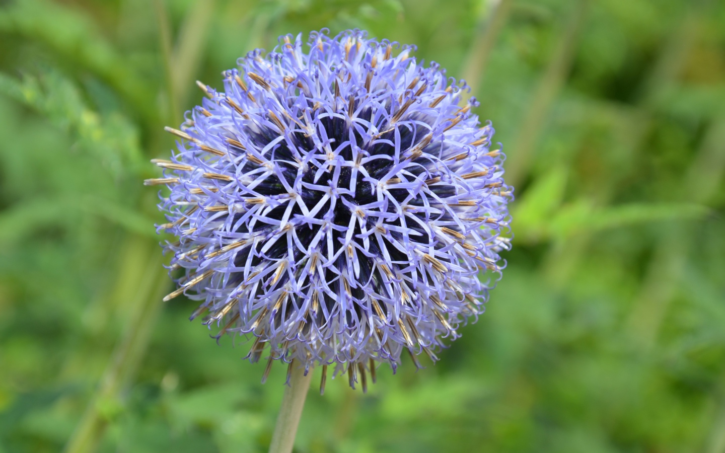 Красивый сиреневый цветок в форме шара