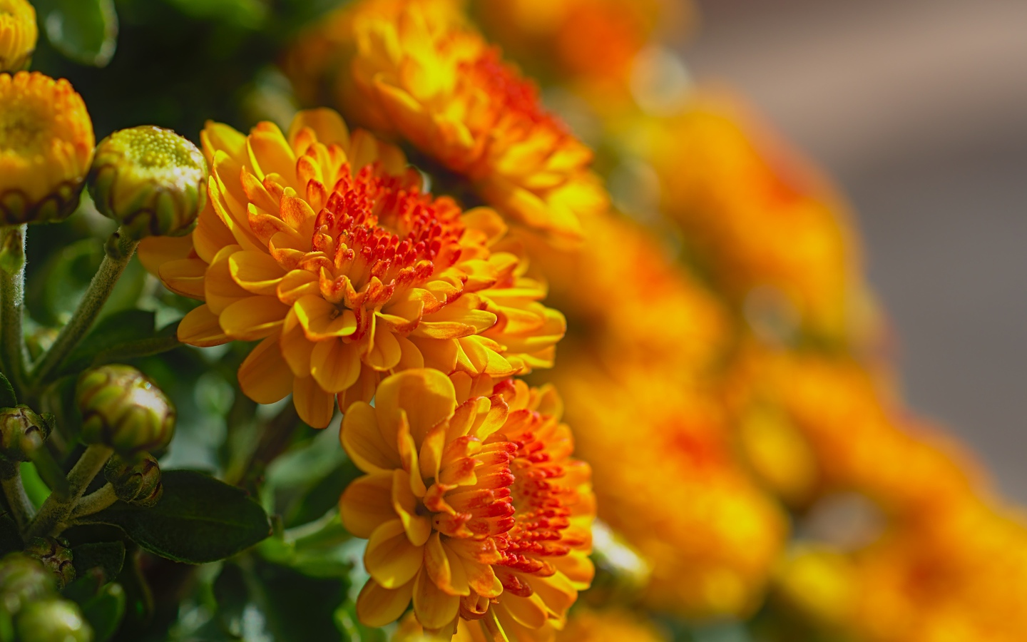 Красивые оранжевые осенние хризантемы в лучах солнца 