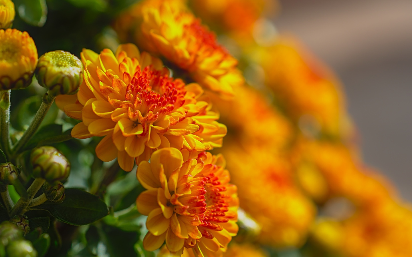 Красивые оранжевые цветы хризантемы с бутонами крупным планом 