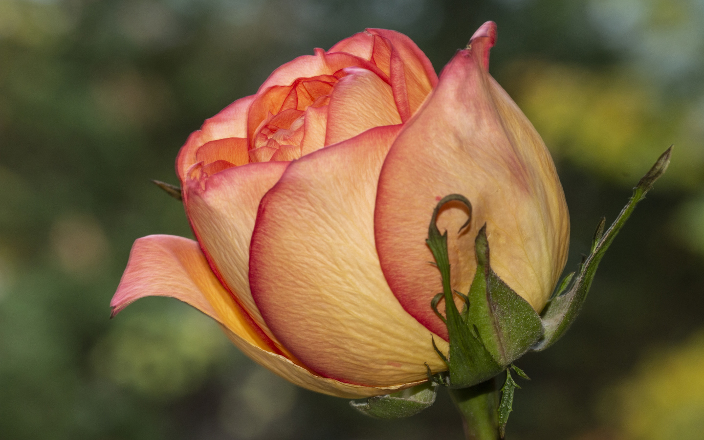 Красивая оранжевая роза крупным планом на клумбе