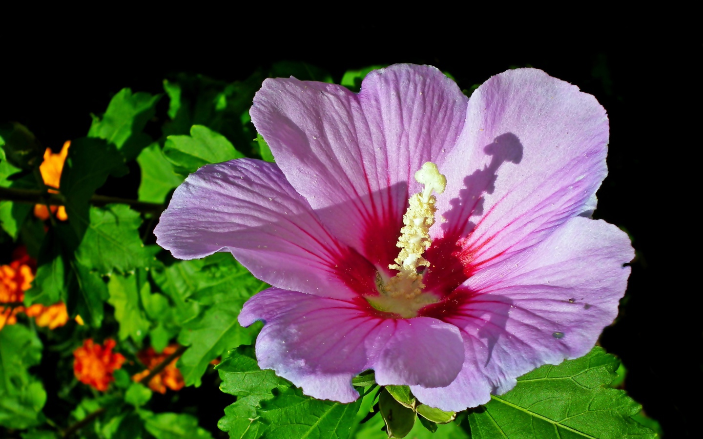 Красивый розовый цветок гибискуса с зелеными листьями