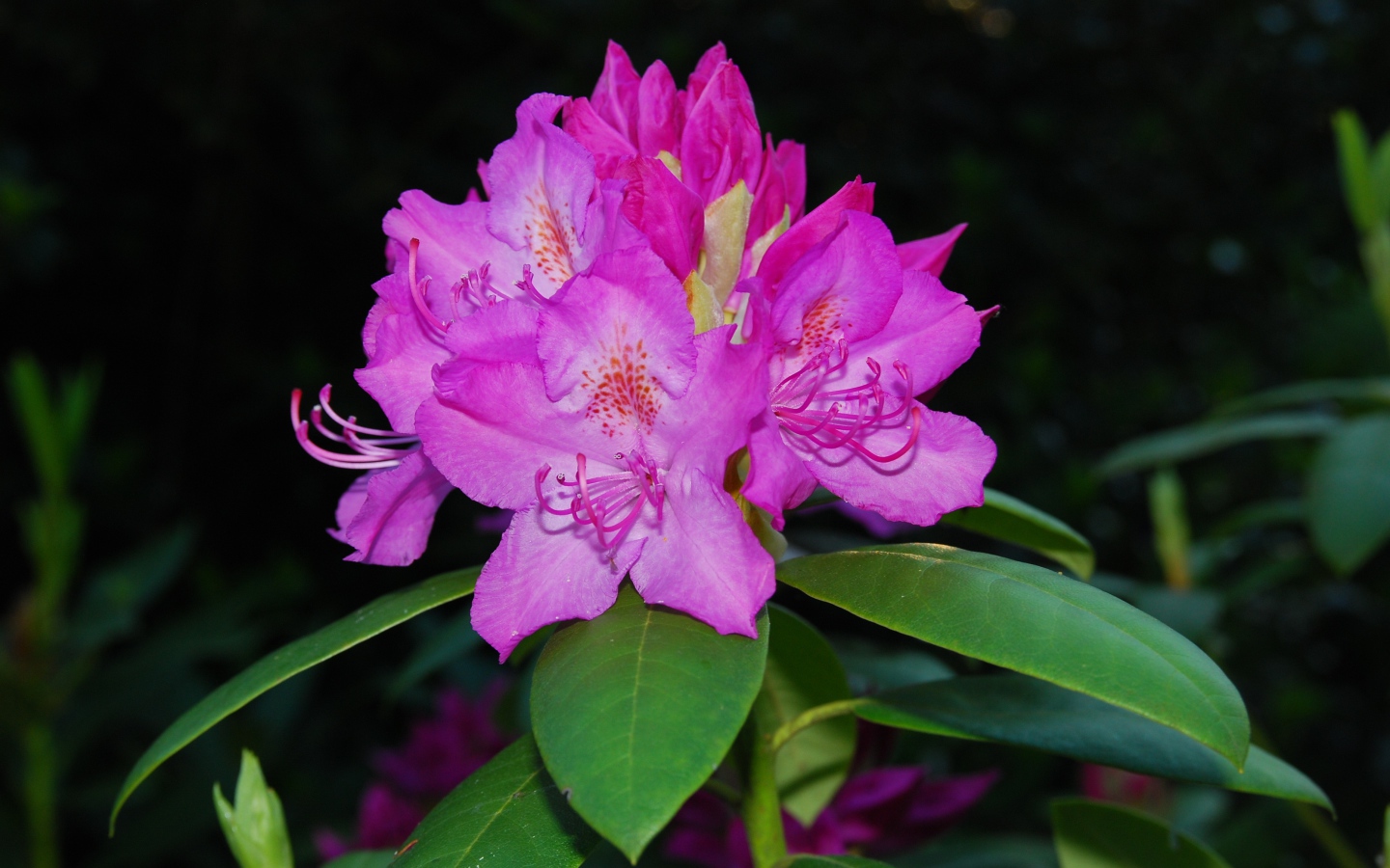 Красивый розовый цветок рододендрон крупным планом