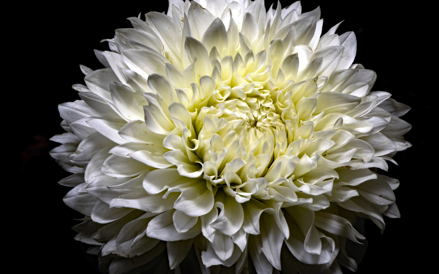 Красивая белая пушистая хризантема на черном фоне