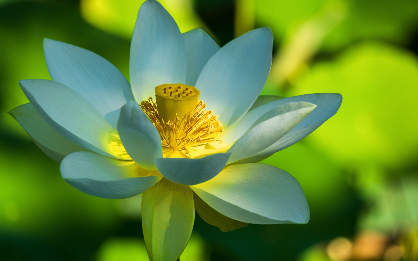 Красивый белый цветок лотоса крупным планом