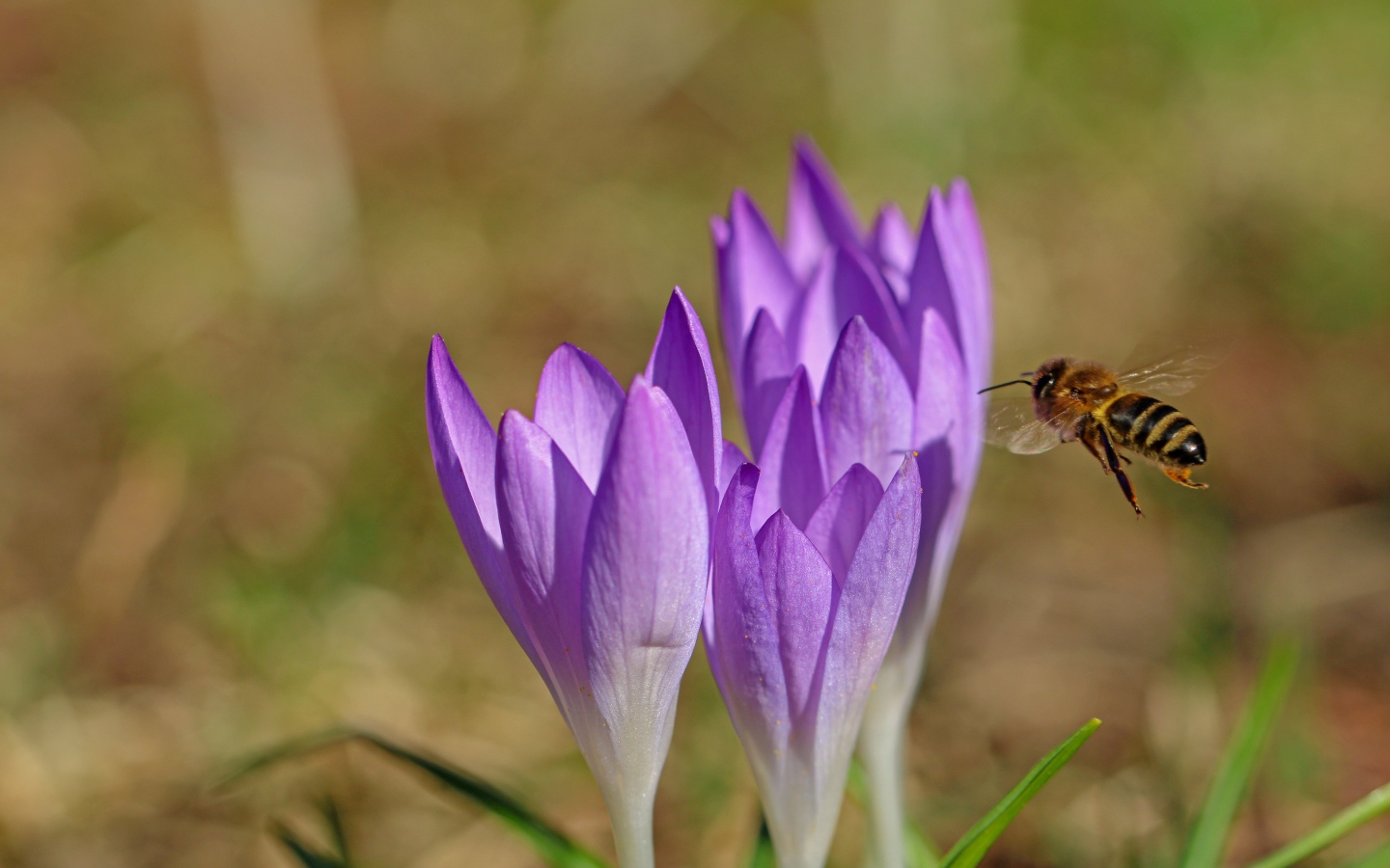 Bee flies to lilac spring crocuses
