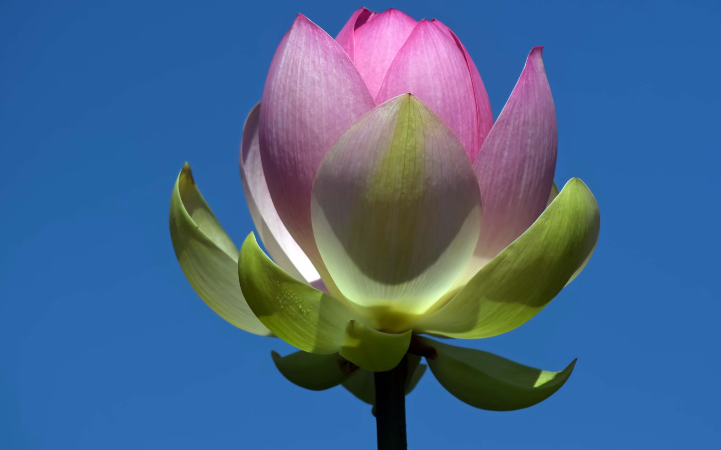 Распускающийся розовый цветок лотоса на фоне голубого неба 