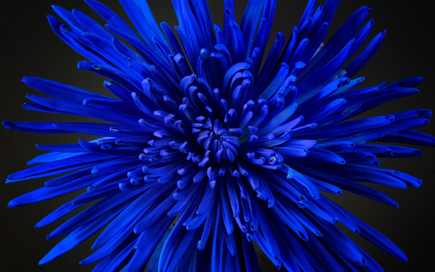 Синий цветок астры крупным планом