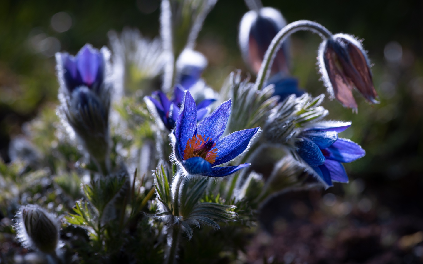 Синие цветы прострел с бутонами в лучах солнца