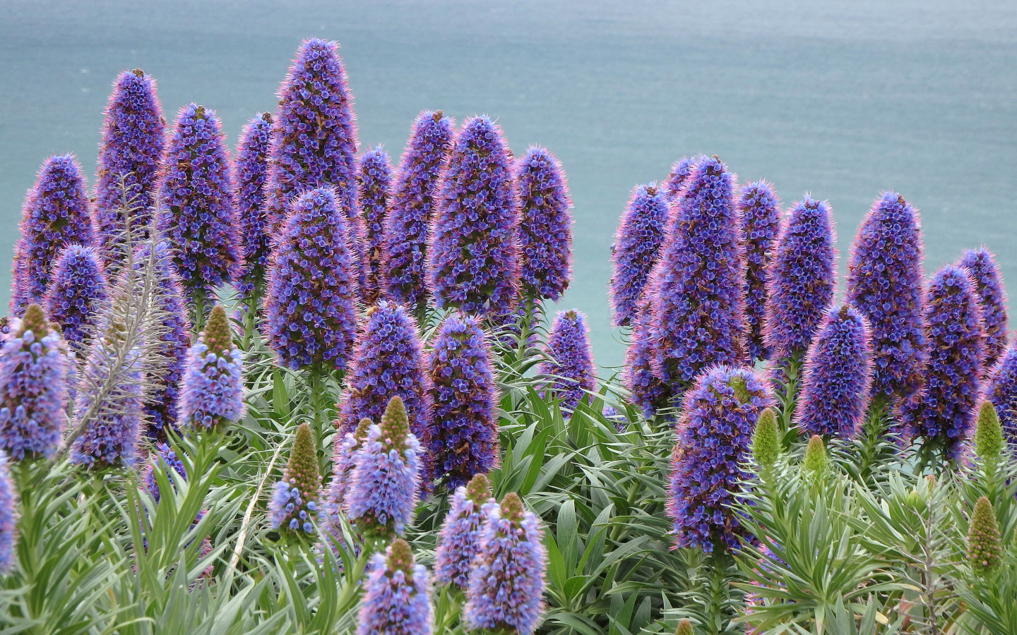 Синие полевые цветы синяк