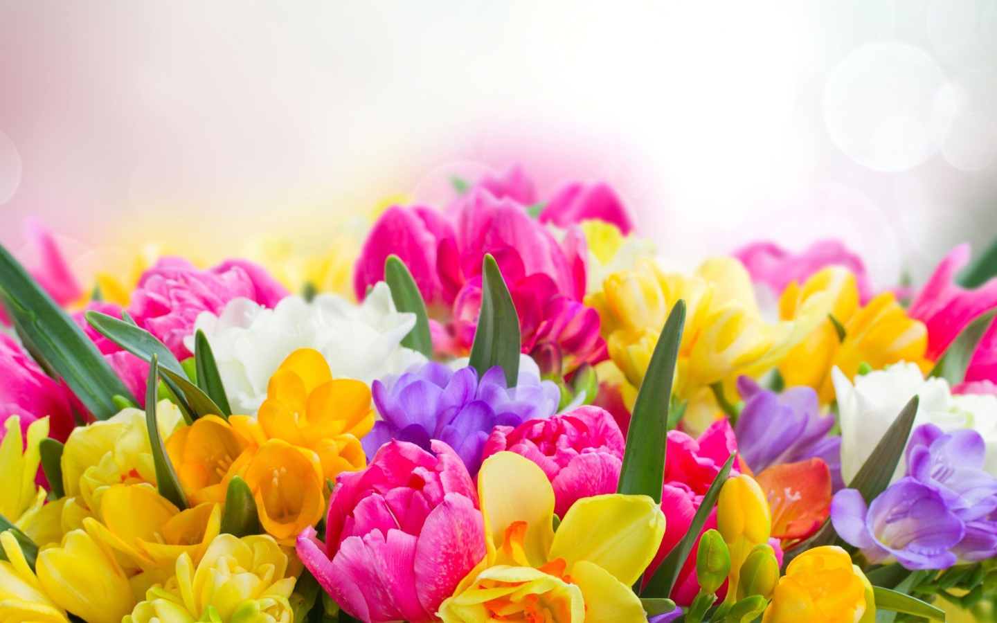 Букет разноцветных цветов  крупным планом