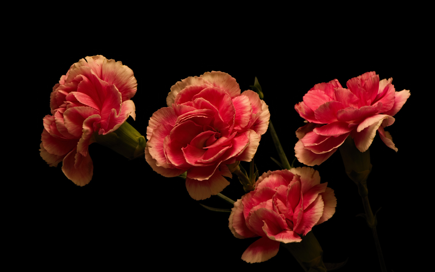 Букет розовых гвоздик на черном фоне