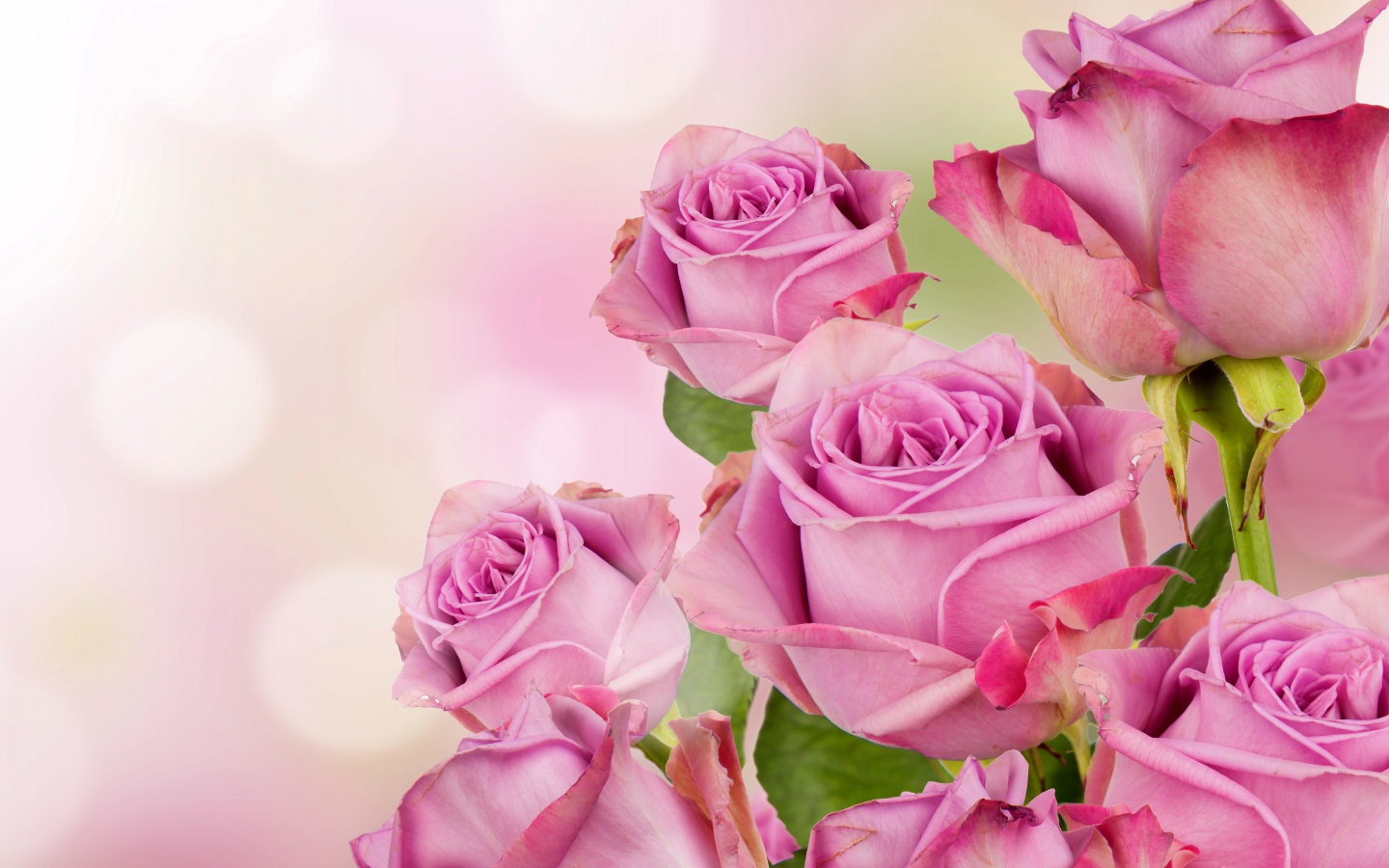 Букет розовых роз на размытом фоне