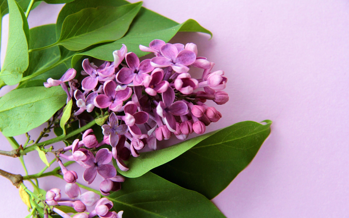 Ветка цветов сирени с зелеными листьями на розовом фоне