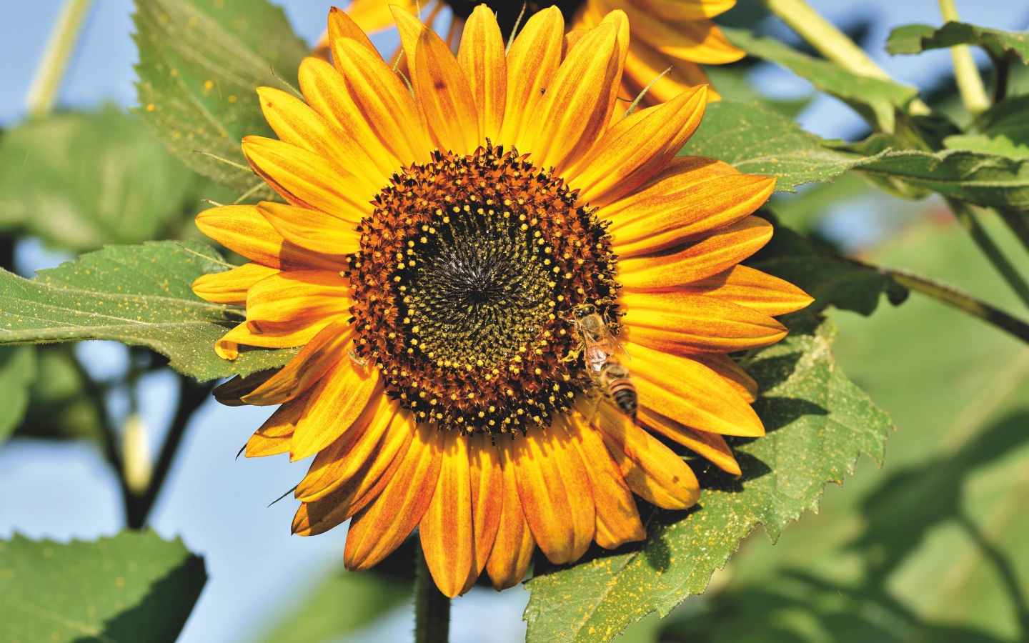 Яркий желтый подсолнух с зелеными листьями в лучах солнца