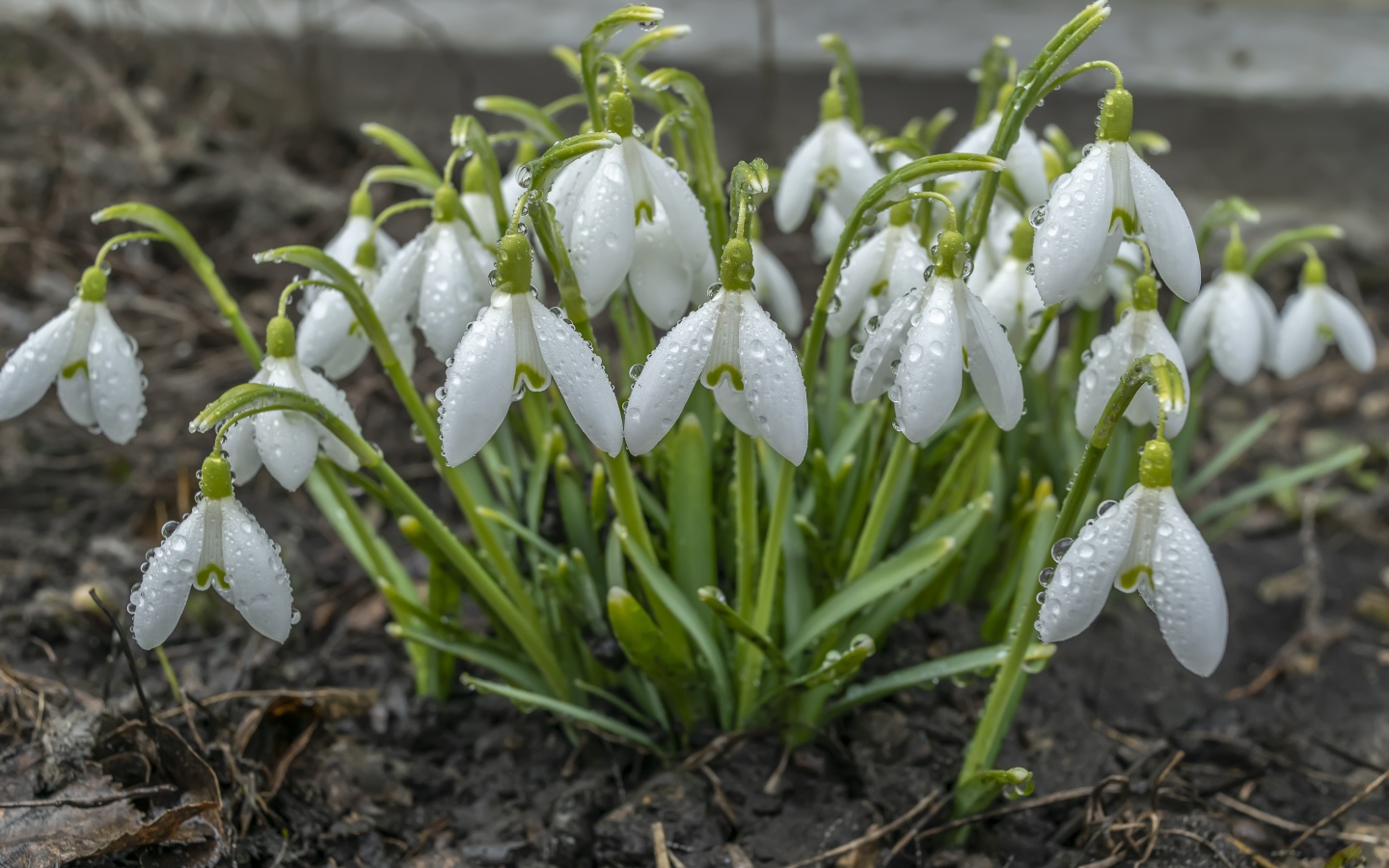Куст белых подснежников в каплях дождя 