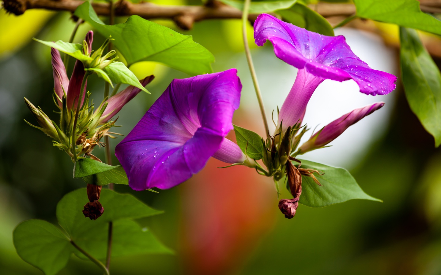 Цветы калачики с бутонами крупным планом