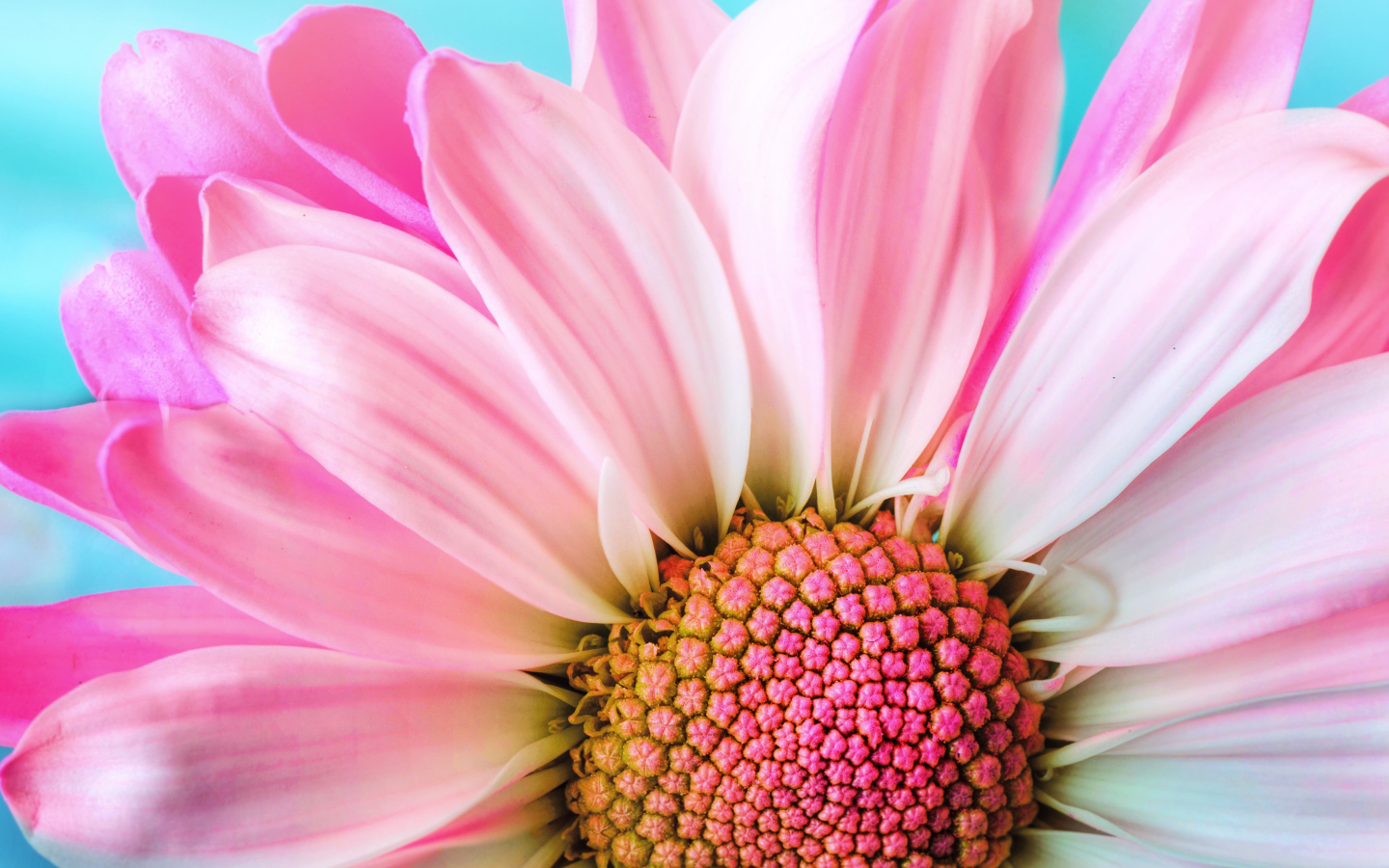 Розовые лепестки хризантем на голубом фоне крупным планом