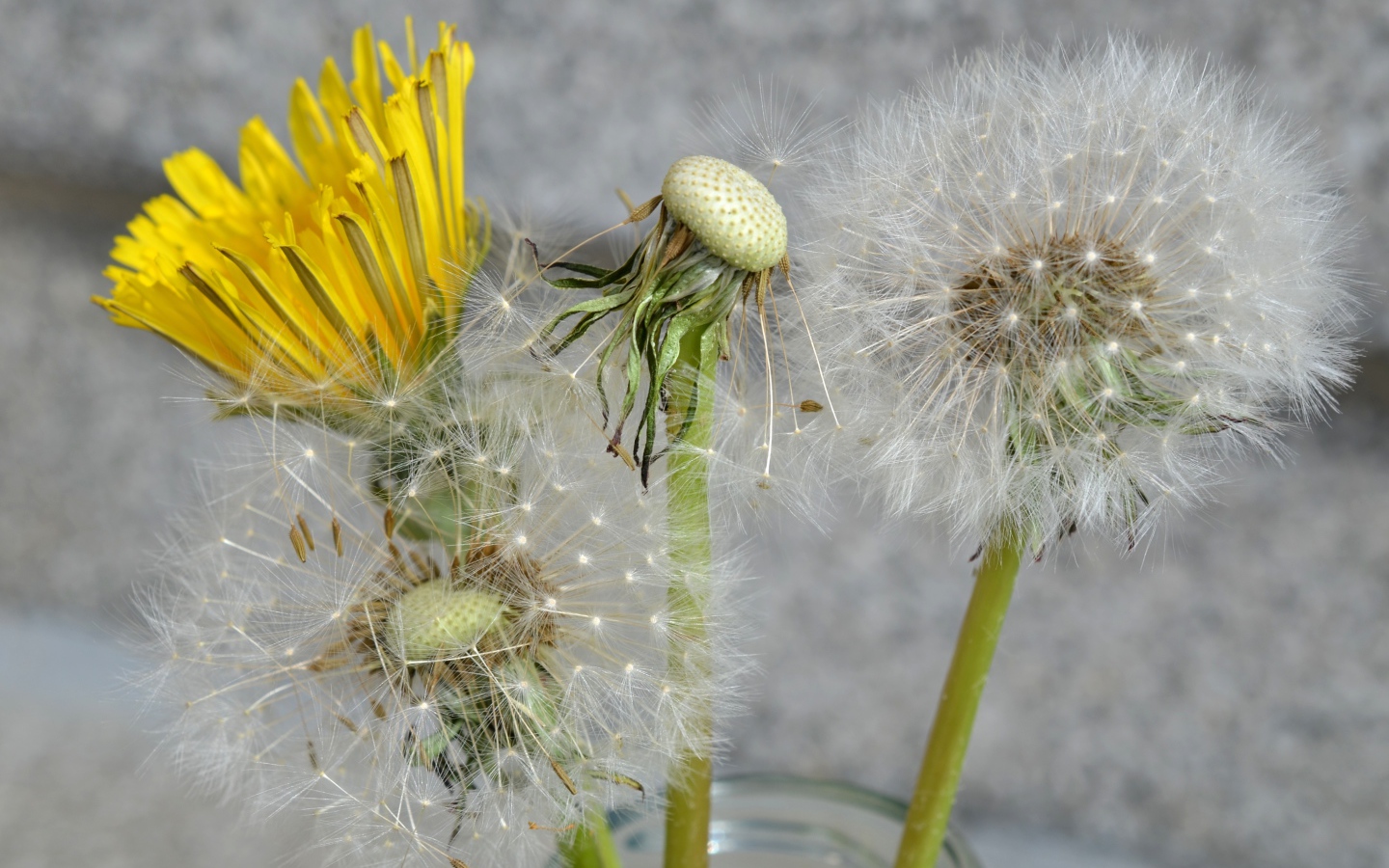 Цветы одуванчика в стеклянной банке 