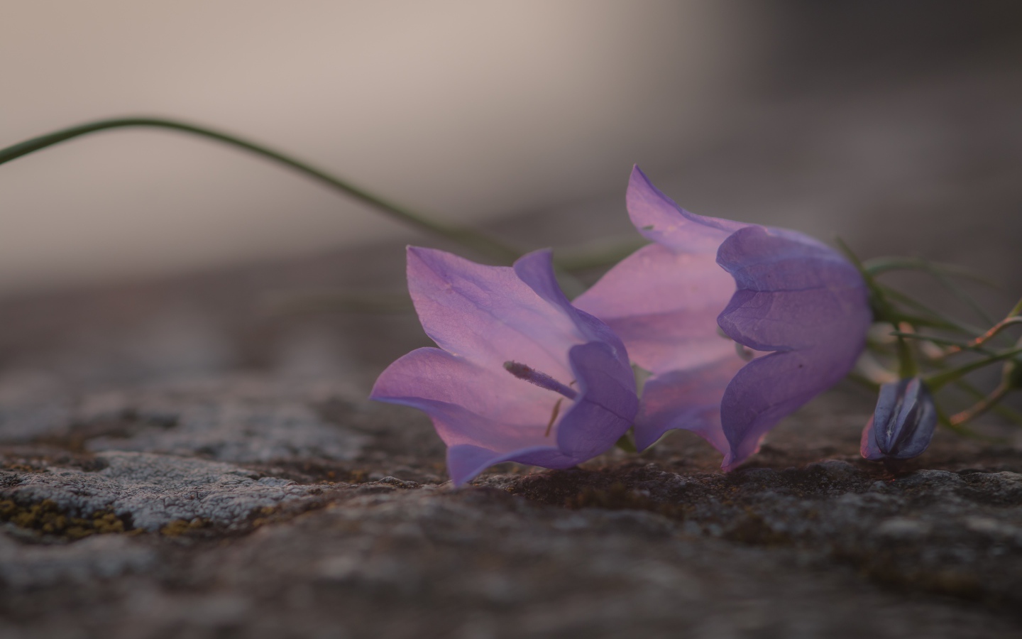 Нежные сиреневые колокольчики лежат на земле 
