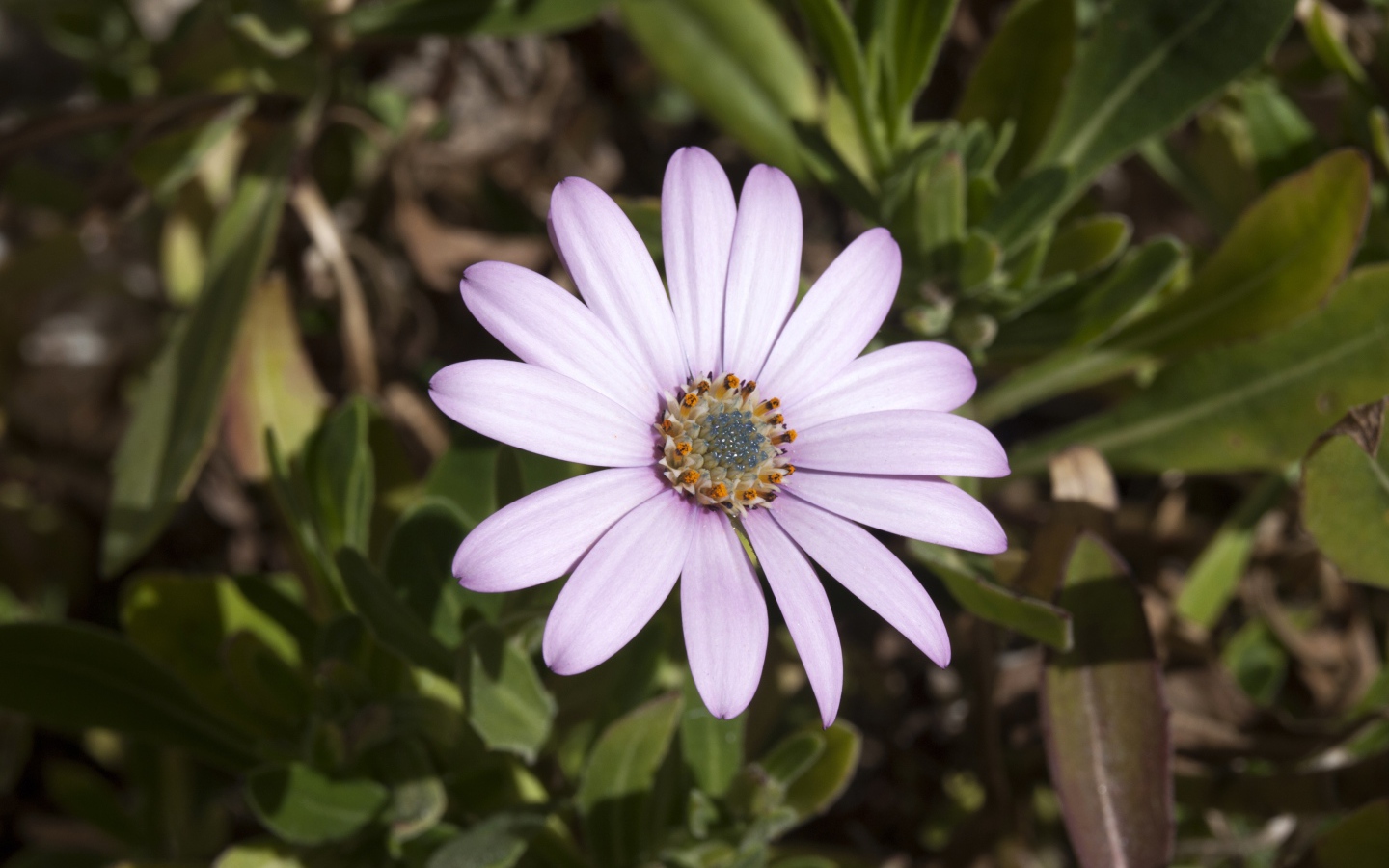 Нежный сиреневый цветок остеоспермум на клумбе