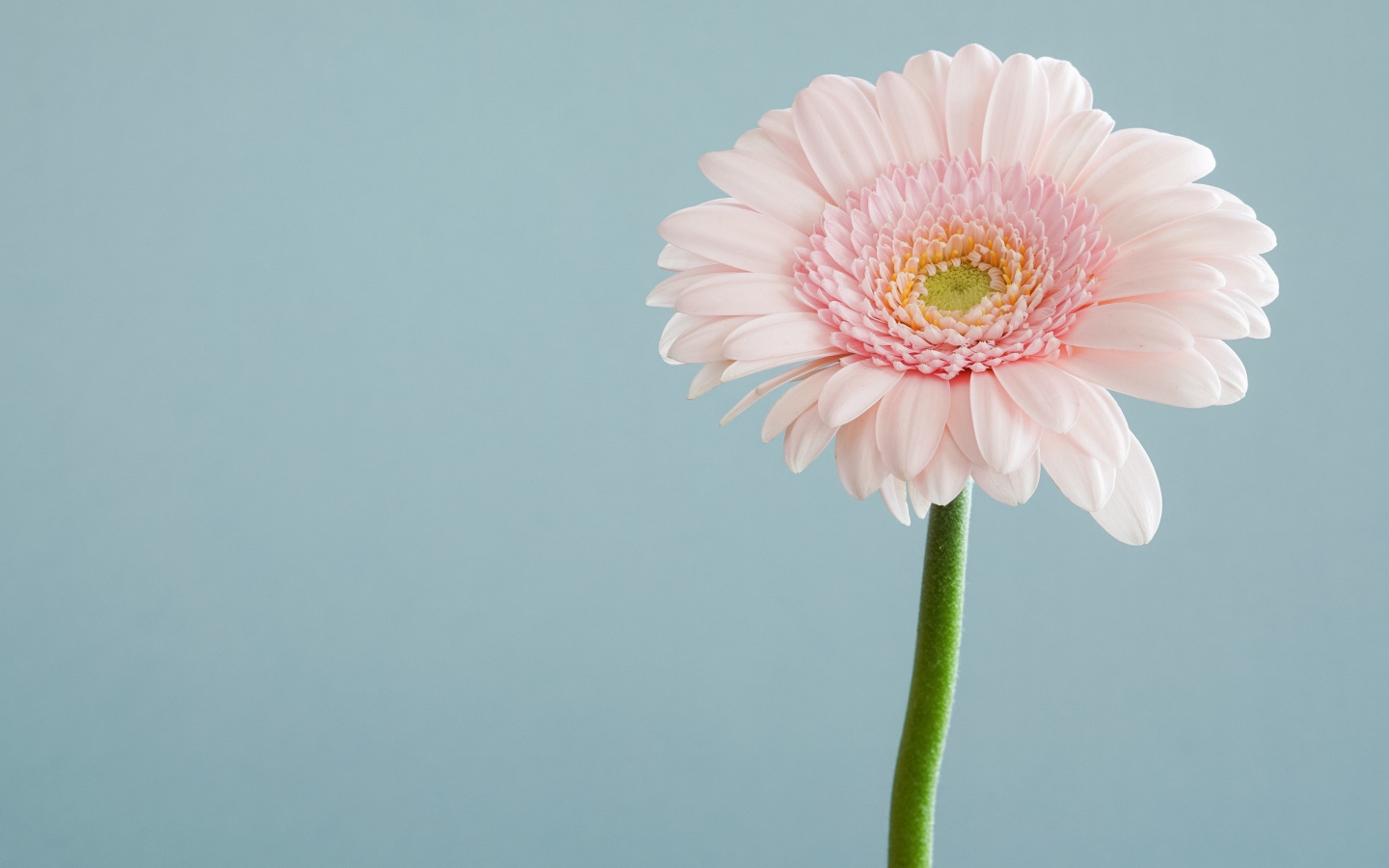 Нежная розовая гербера на сером фоне 