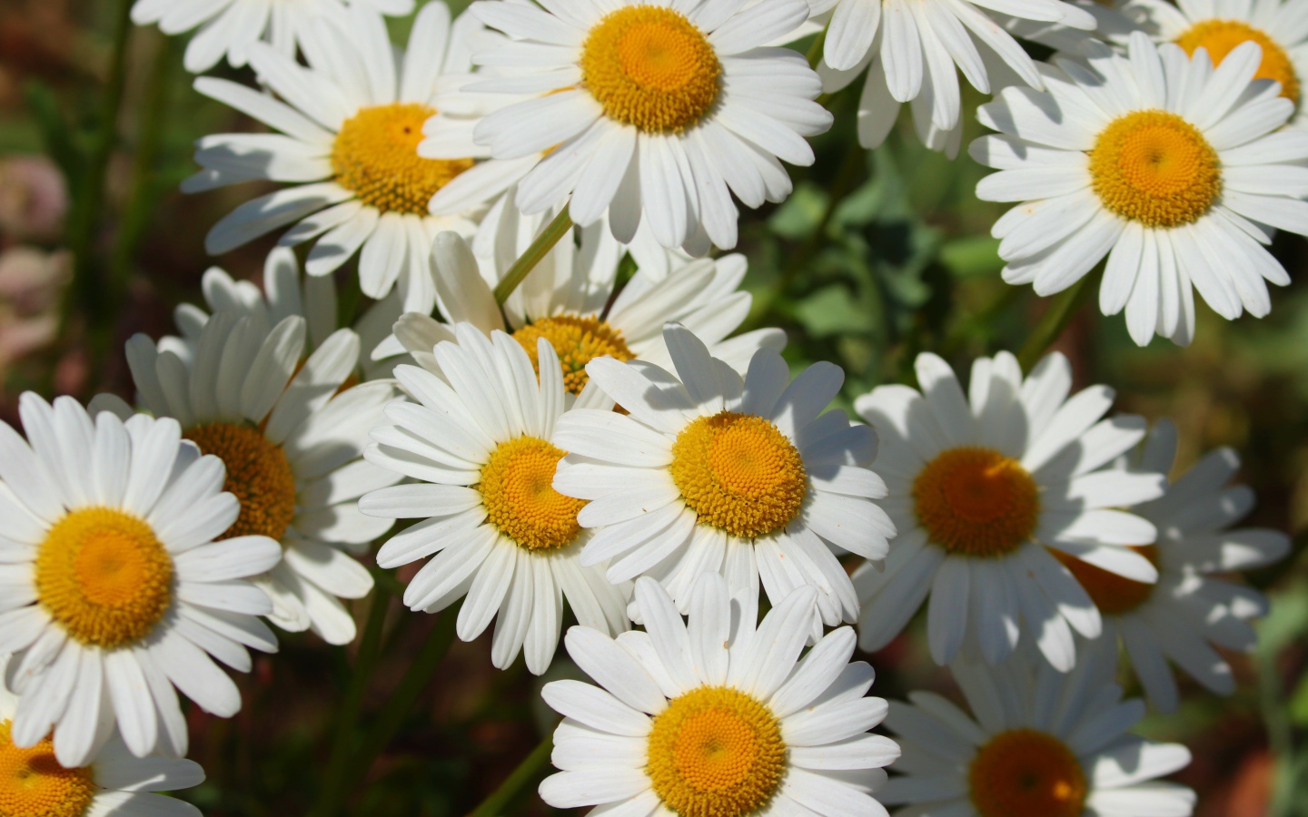 Нежные белые ромашки с желтой серединкой в лучах солнца 