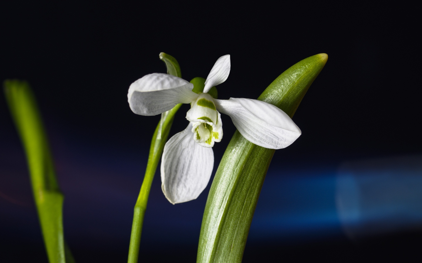 Нежный белый цветок подснежник с зелеными листьями