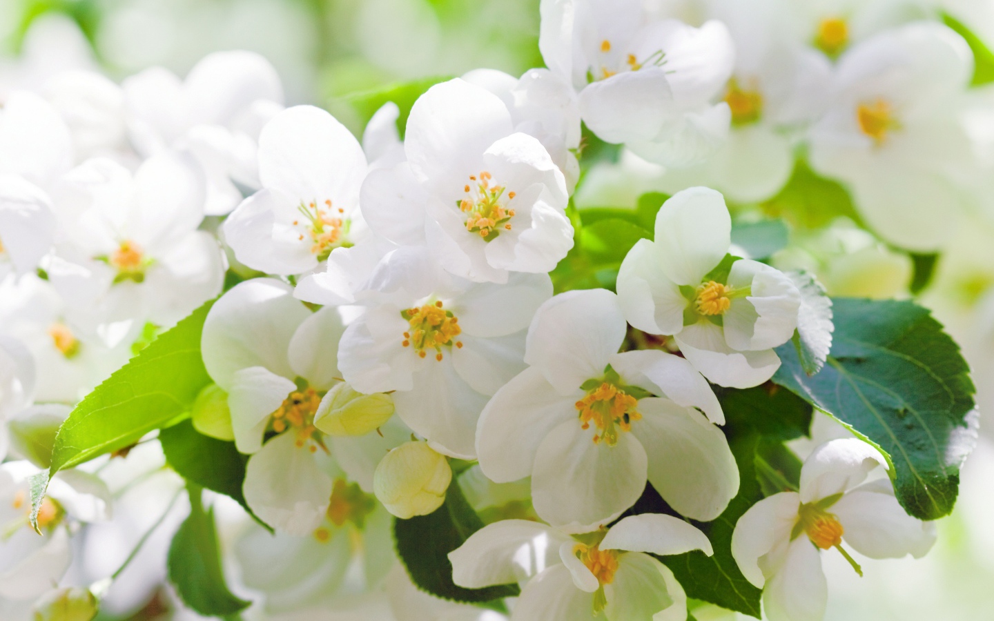 Fragrant white jasmine flowers close up. Desktop wallpapers 1440x900