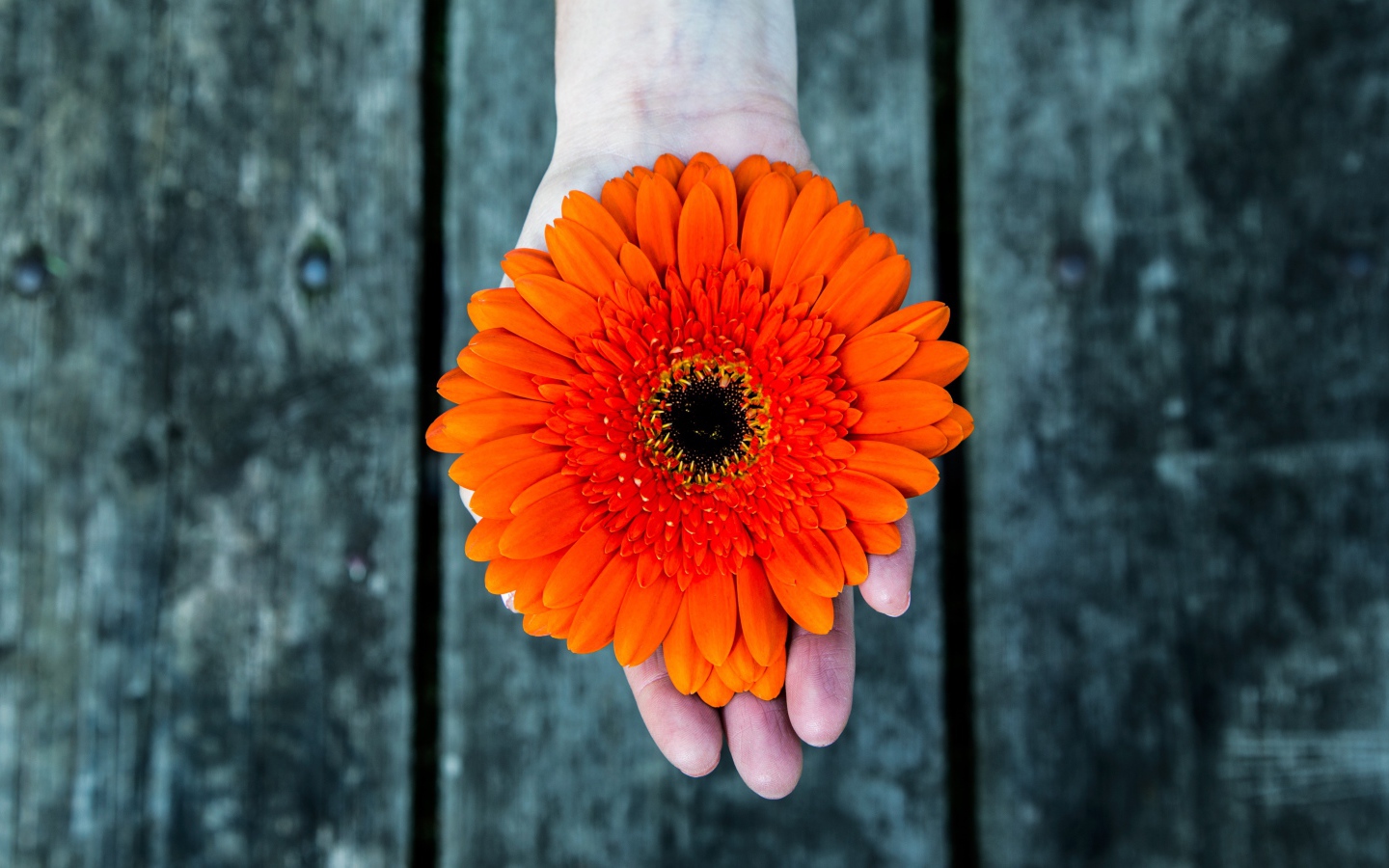 Цветок герберы на руке