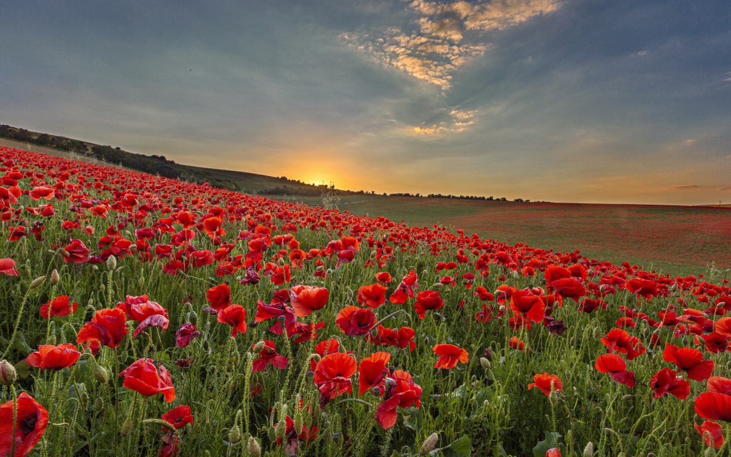 Большое поле с красными маками на рассвете 