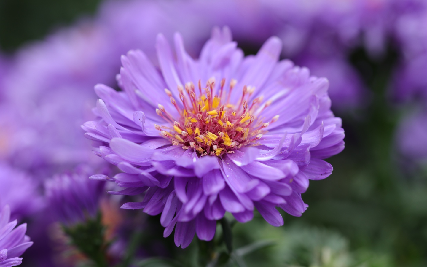 Сиреневый цветок астры крупным планом