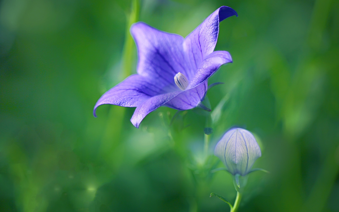 Сиреневый цветок колокольчика с бутоном на поле