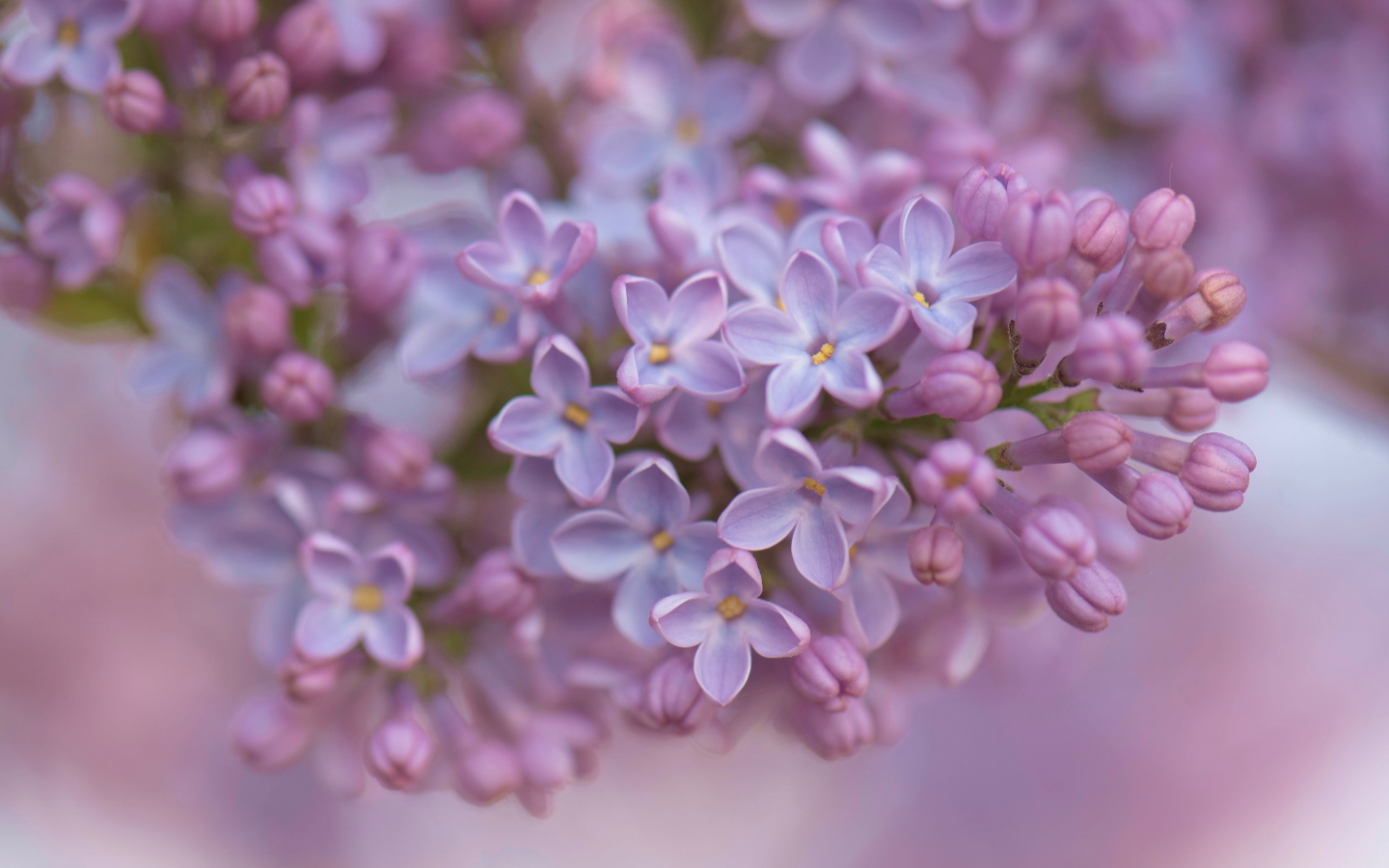 Ветка сирени крупным планом 