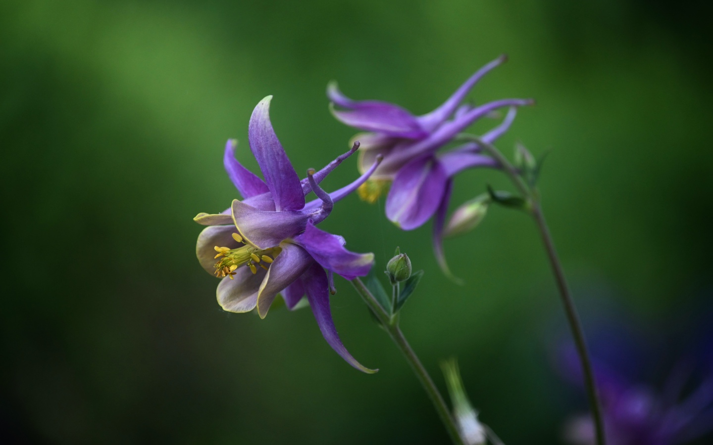 Сиреневые цветы водосбор крупным планом