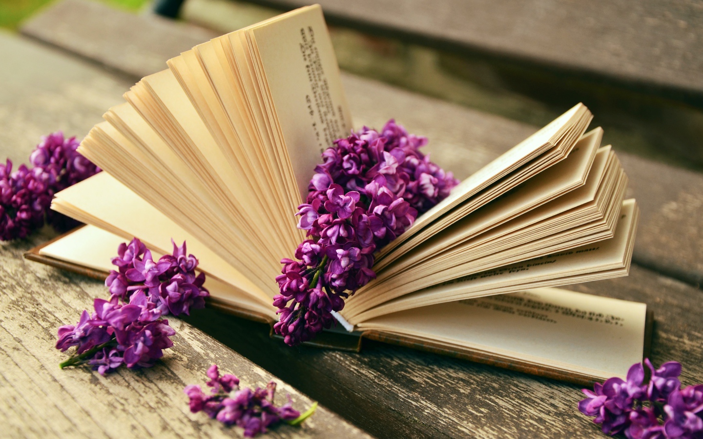 Lilac flowers lie on a book on a bench