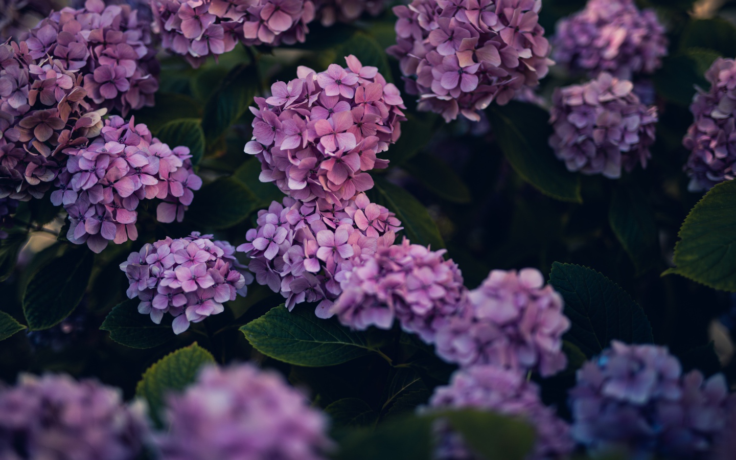 Сиреневые цветы гортензии в саду