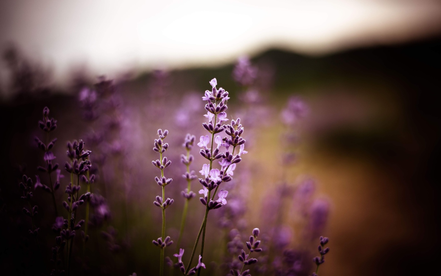 Сиреневые цветы лаванды крупным планом 