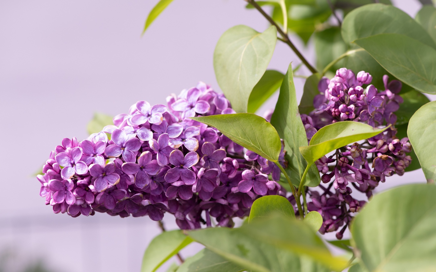 Сиреневые цветы сирени в зеленых листьях крупным планом